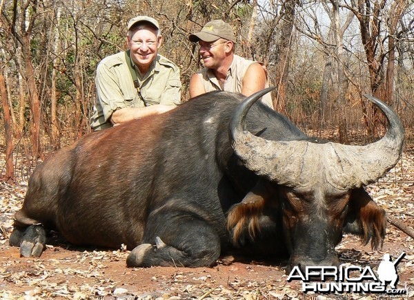 Buffalo from forest galleries in CAR