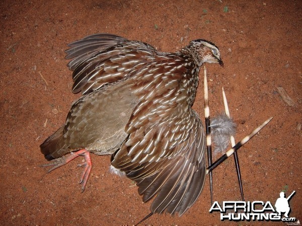 Crested Francolin