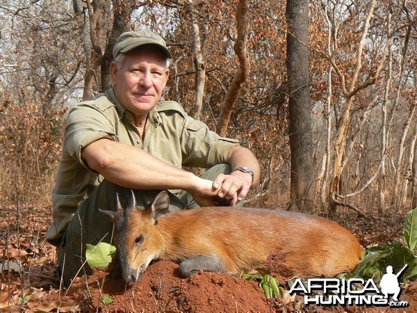 Red flanked duiker hunted in CAR