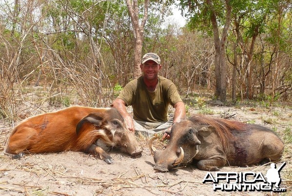 Red river hog, warthog !!!!! CAR