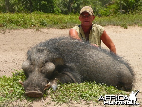 Very old giant forest hog hunted in CAR