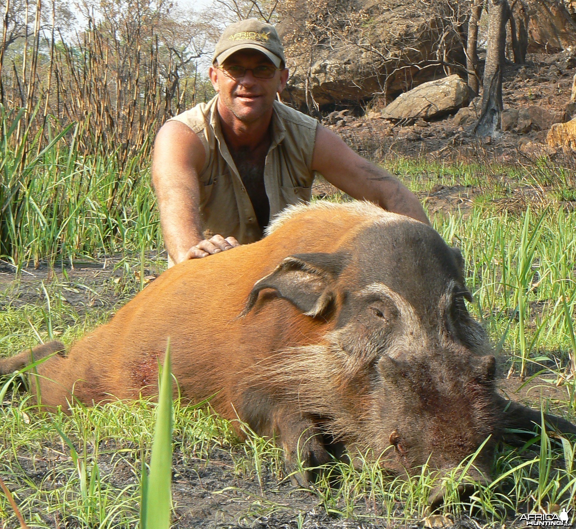 Red river hog from Central africa