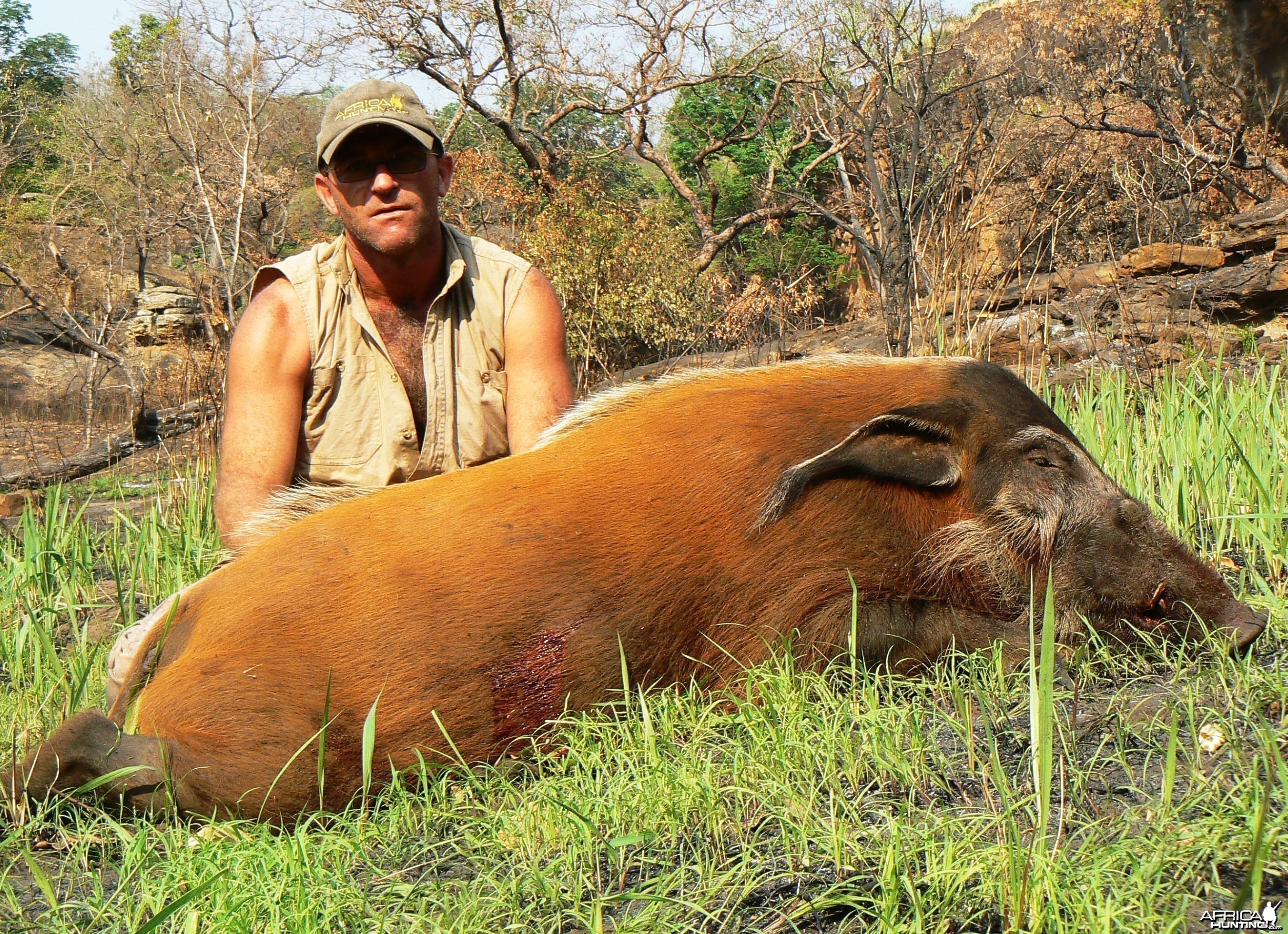 Huge 102 kg red river hog taken in CAR