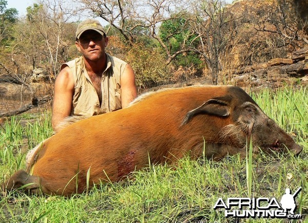 Huge 102 kg red river hog taken in CAR