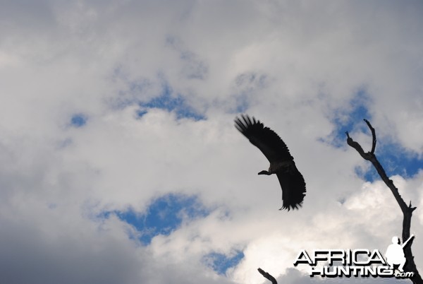 White backed vulture