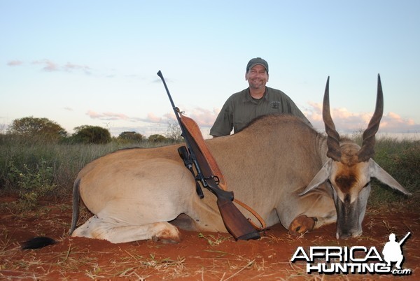 Cape Eland bull