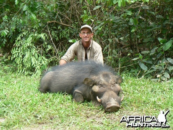 Giant forest hog