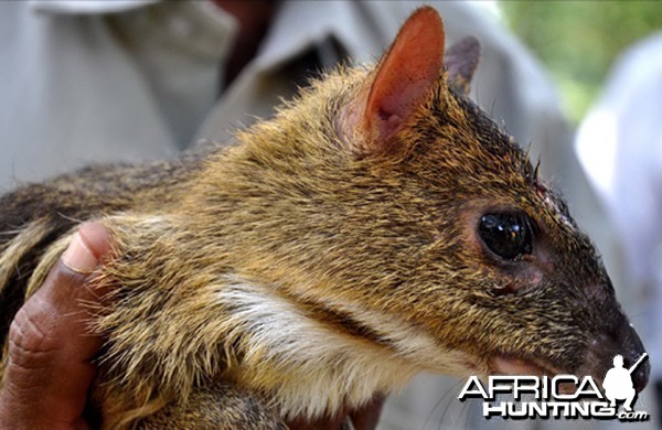 Indian Mouse Deer (also known as Indian Chevrotain)