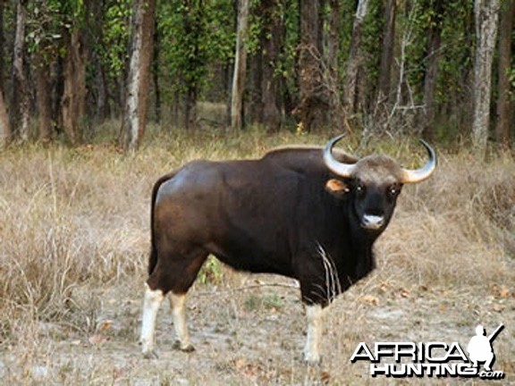 Gaur, Indian Bison