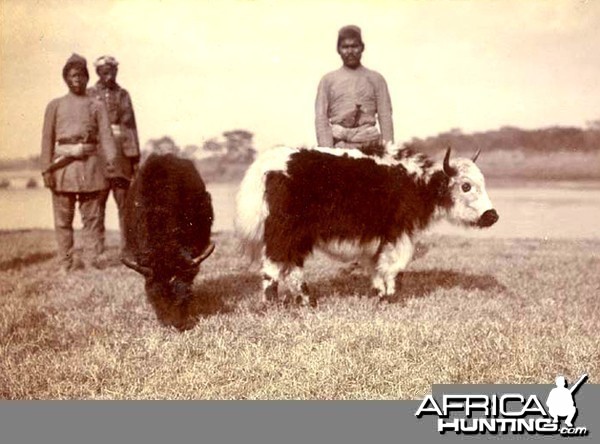 His Imperial Majesty's Shoot, Nepal 1911