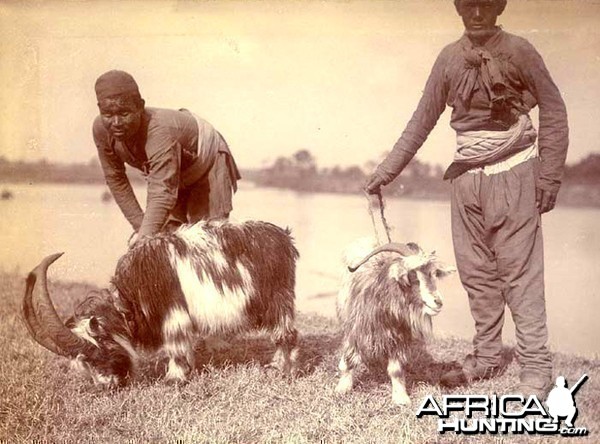 His Imperial Majesty's Shoot, Nepal 1911