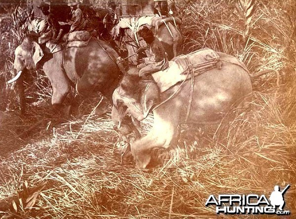 His Imperial Majesty's Shoot, Nepal 1911