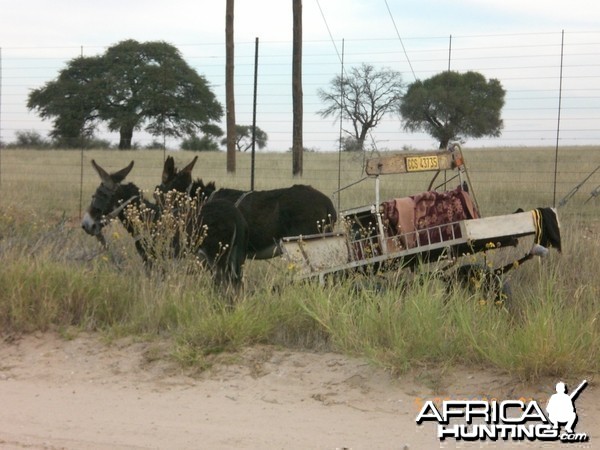 Donkey cart