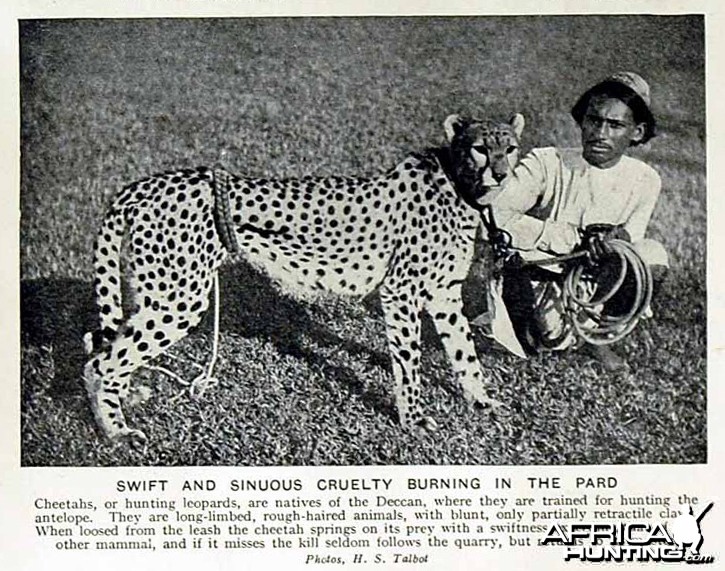 Hunting with Cheetahs, India 1920