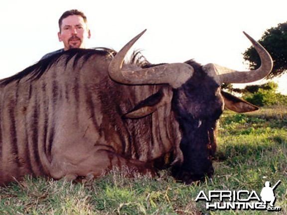 Blue Wildebeest Hunt East Cape SA