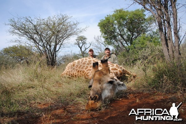 Giraffe bull hunt South Africa