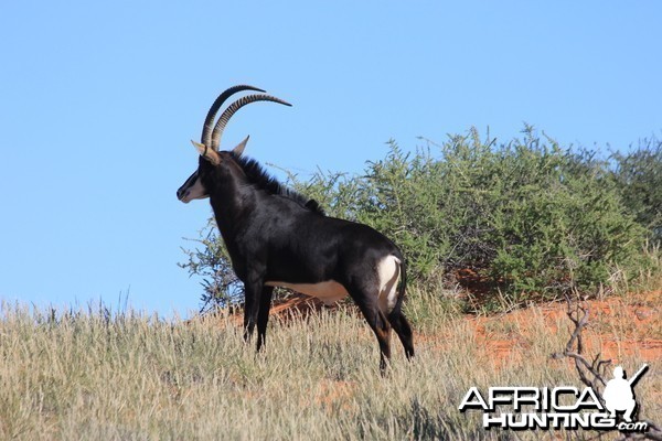 Sable Bull in the Kalahari