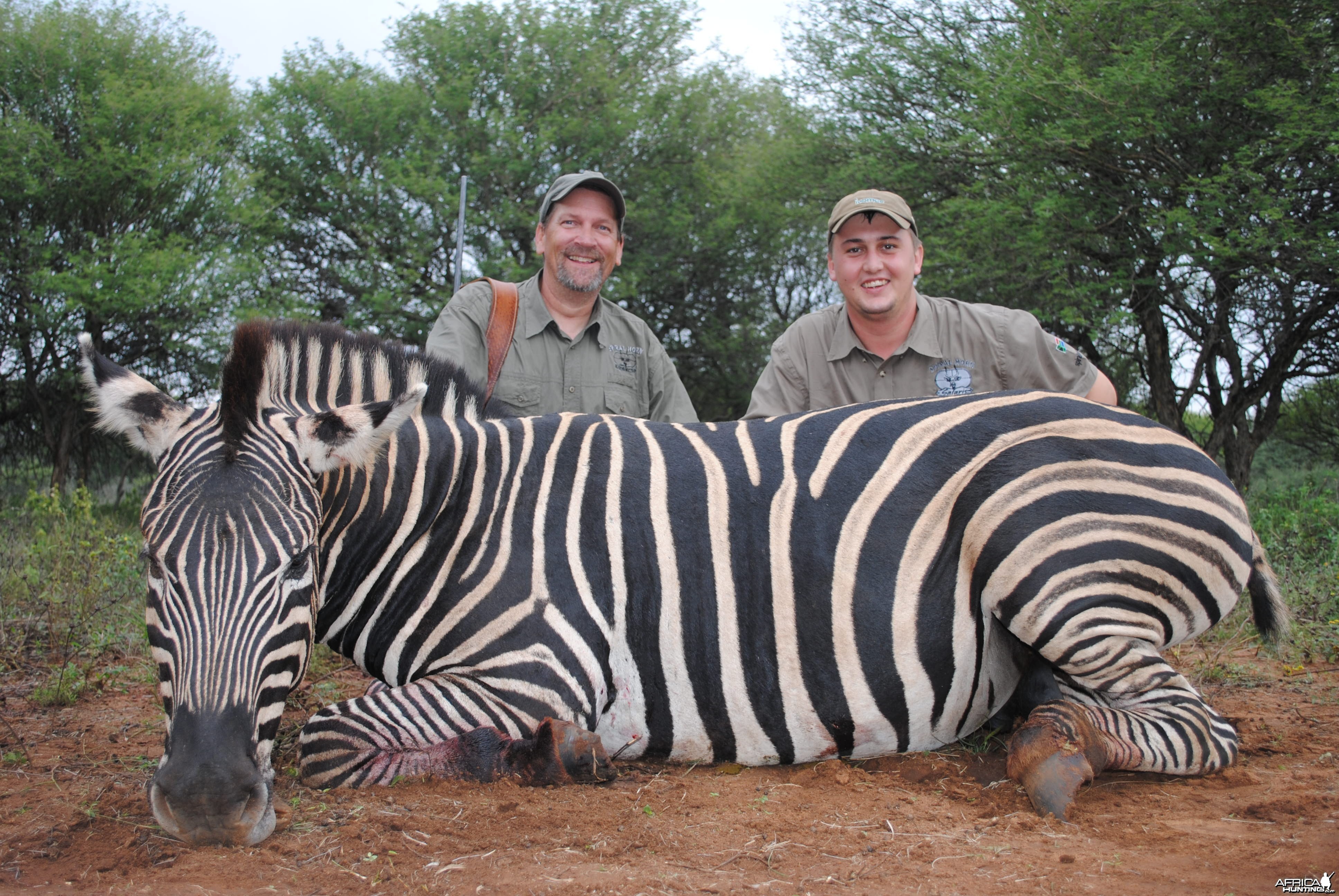 Burchells Zebra stallion hunt SA