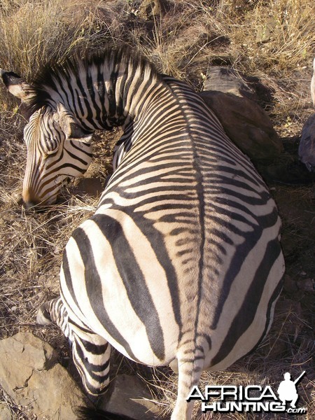 Hartmann's Mountain Zebra Hunt