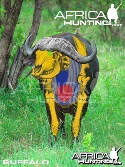 Hunting Buffalo Front View Shot Placement