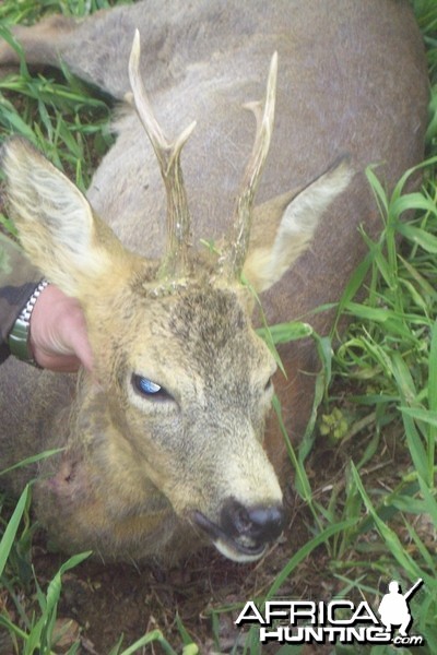 RehBock hunt in Czech Republic