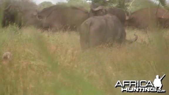 Here you can see the third arrow in the Buffalo's heart