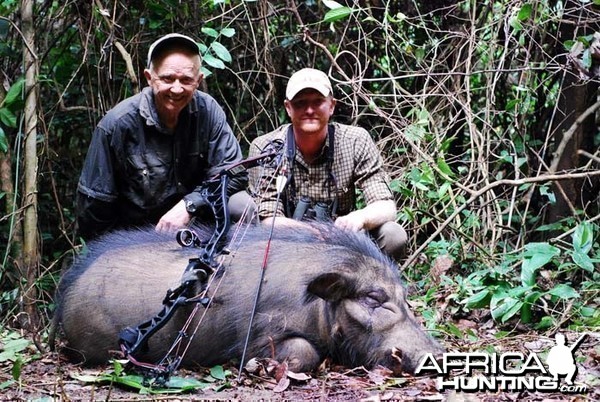 Giant Forest Hog bowhunt in CAR with CAWA