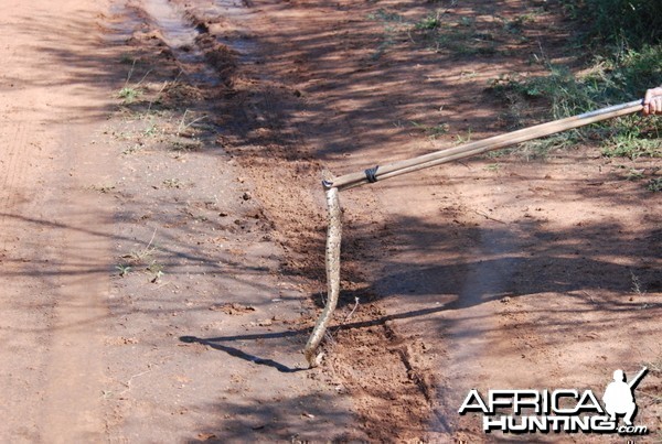 Puff adder in Limpopo South Africa