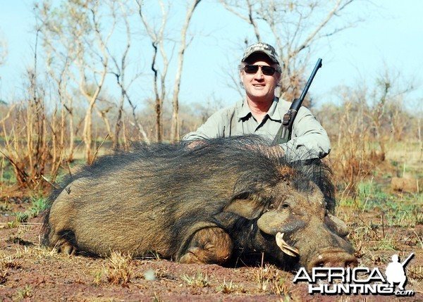 Giant forest hog in CAR