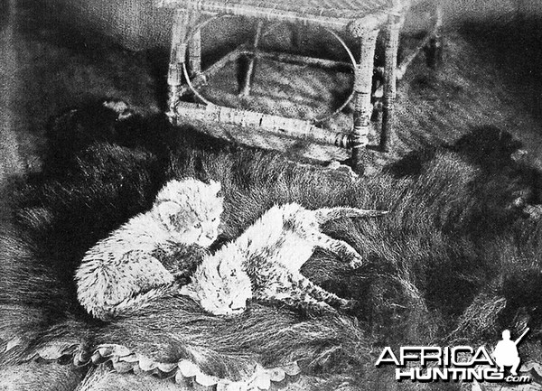 Asiatic Cheetah cubs - India, 1897