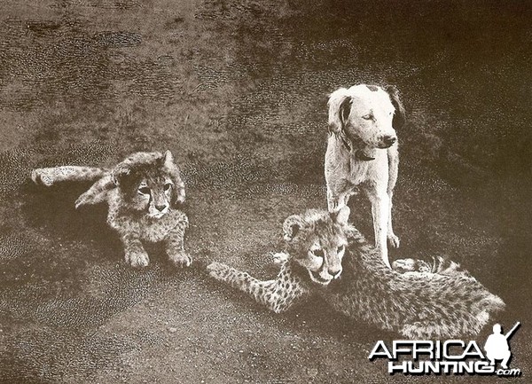 Cheetah cubs with dog -  India, 1897