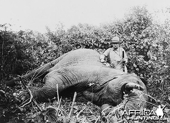 President Theodore Roosevelt's 1909 hunting Elephant