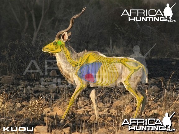 Hunting Kudu Shot Placement