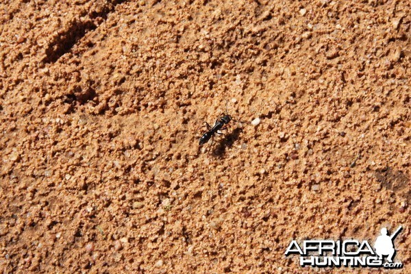 Ant Namibia