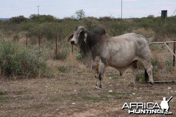 Brahman Bull Namibia