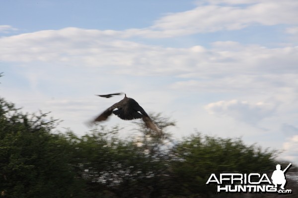 Guinea Fowl Namibia