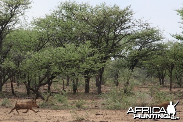 Warthogs Namibia