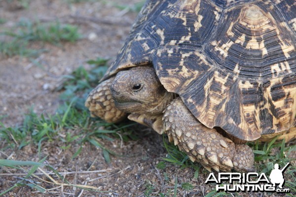 Leopard Tortoise Namibia