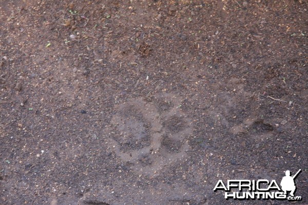 Leopard tracks after the rain Namibia
