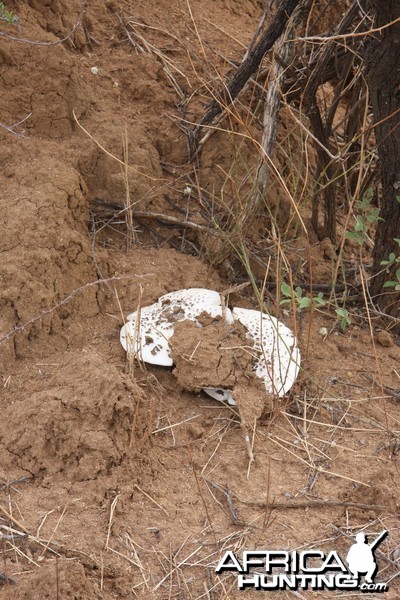 Omajowa termite hill mushrooms Namibia