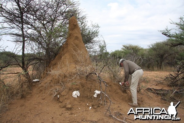 Omajowa termite hill mushrooms Namibia