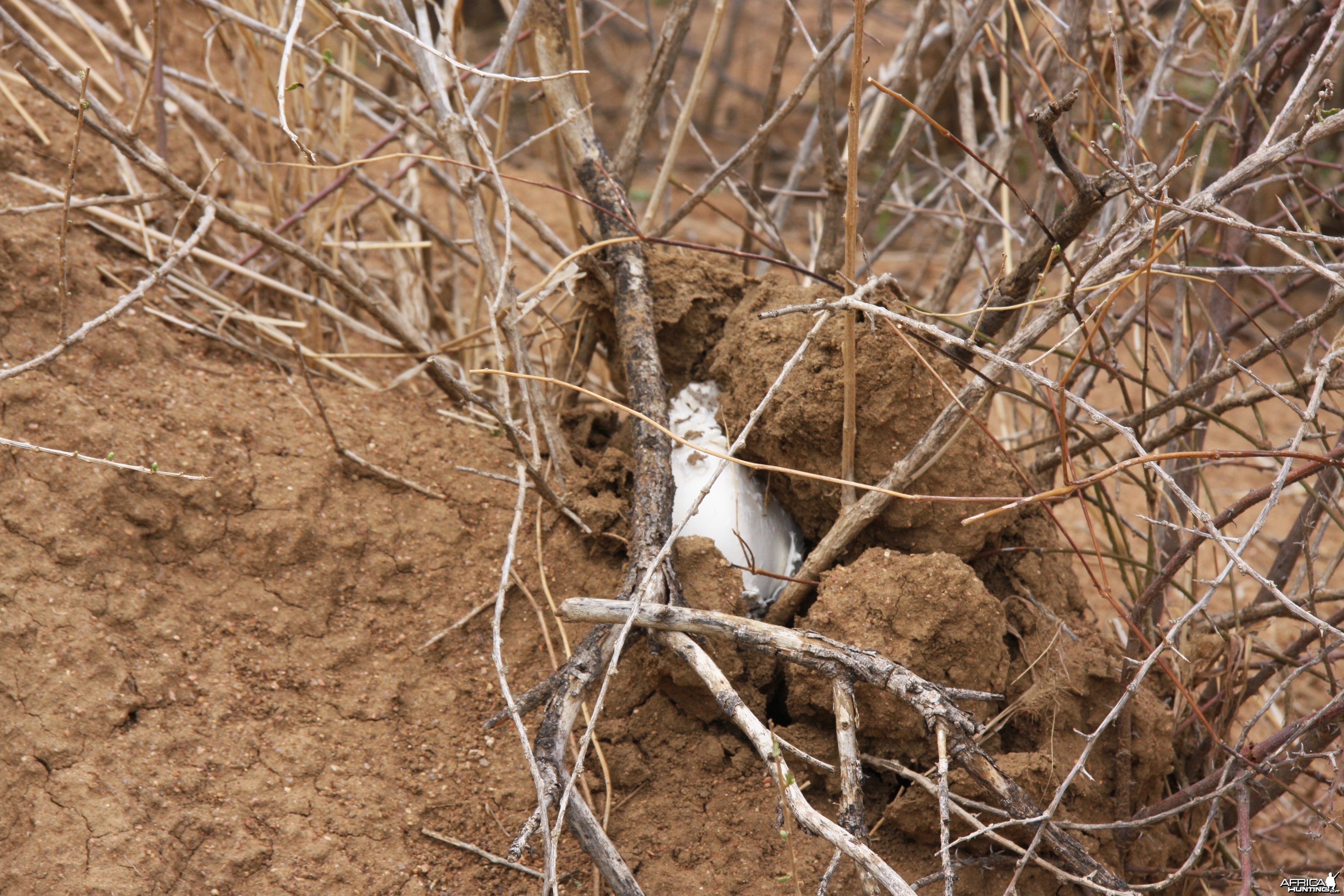 Omajowa termite hill mushrooms Namibia