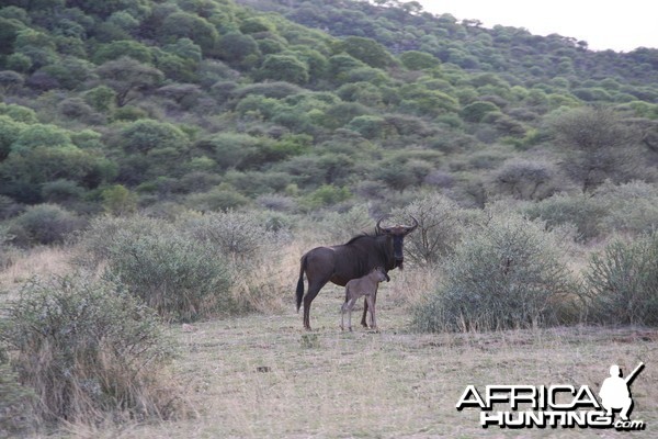 Blue Wildebeest Namibia