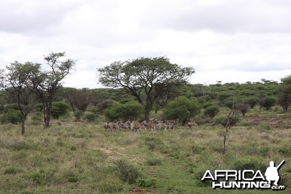 Burchell's Zebra Harem Namibia