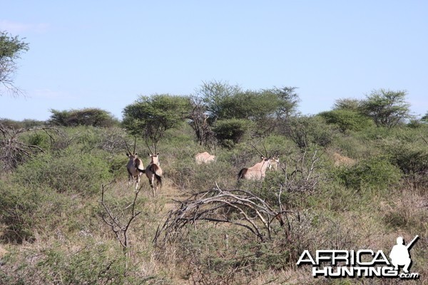 Gemsbok Namibia