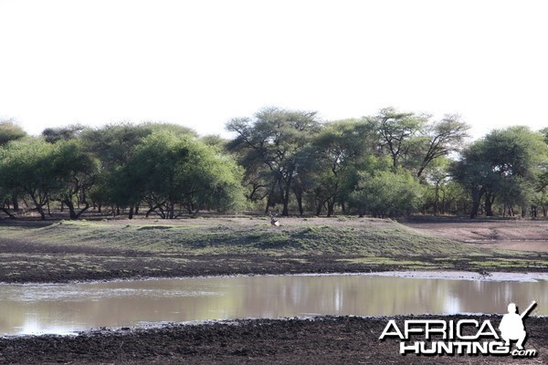 Greater Kudu Namibia