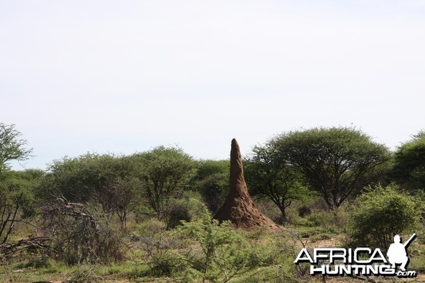 Termite Hill Namibia