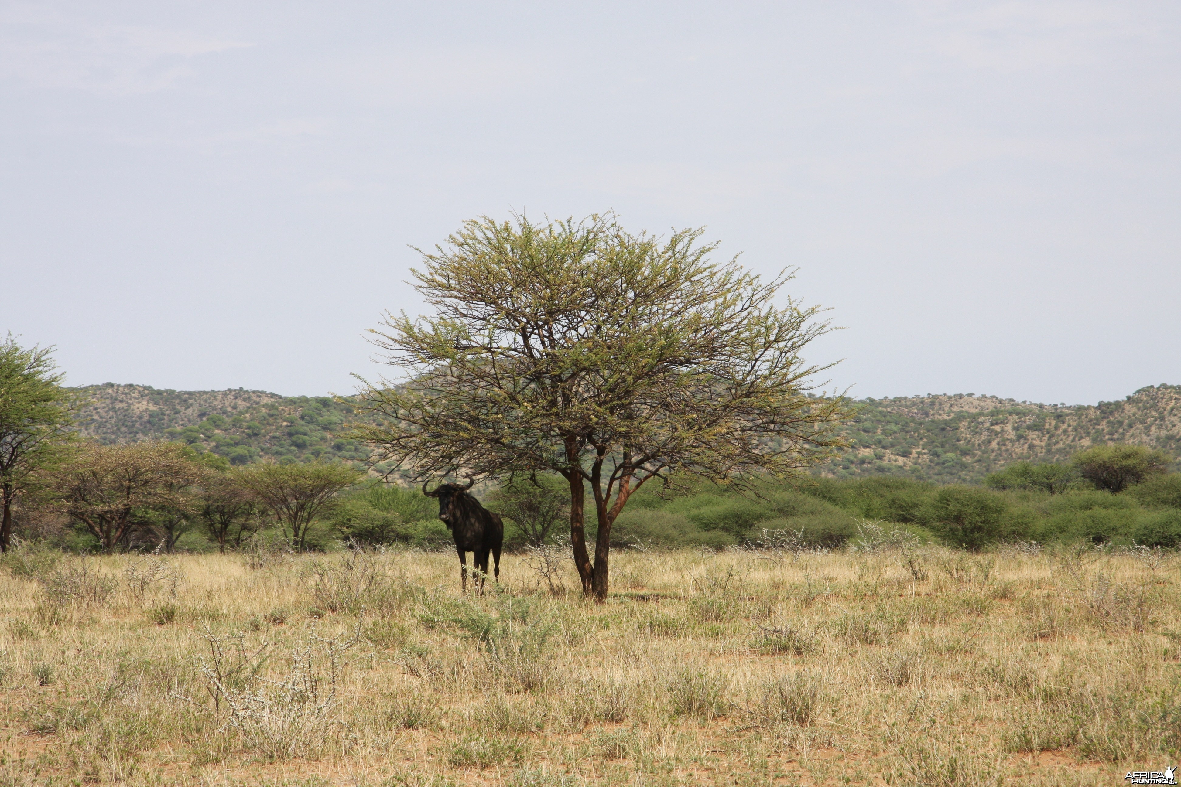 Blue Wildebeest
