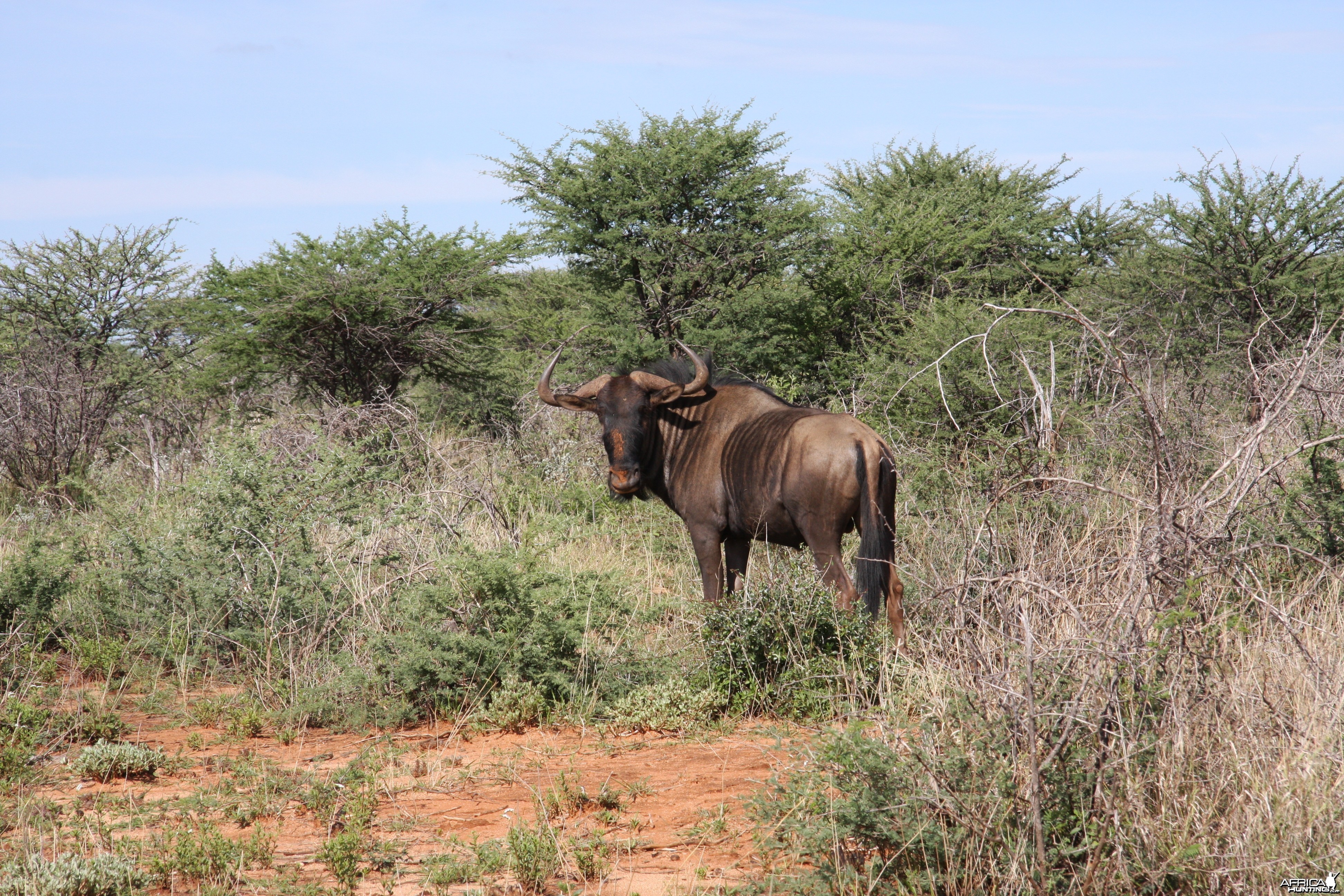 hunting-blue-wildebeest4