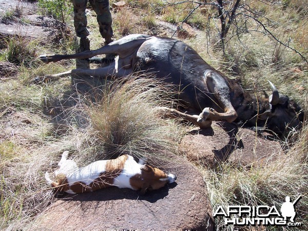 Blue Wildebeest Hunt East Cape South Africa